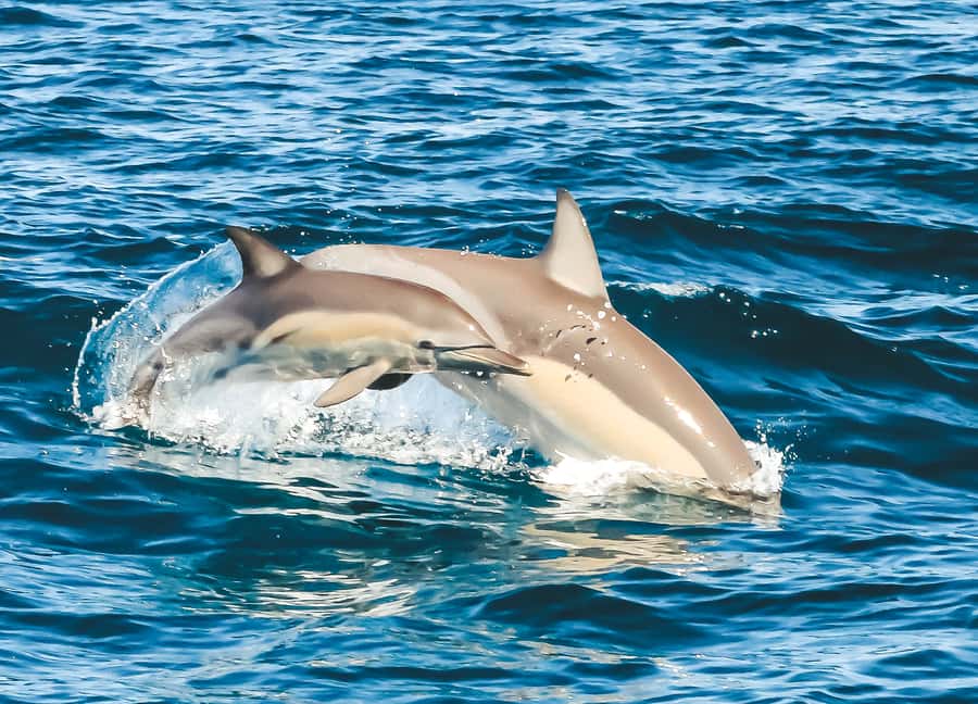 Byron Bay: Cruise with Dolphins Tour - The dolphin guarantee: how it changes the stakes