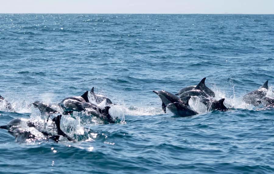 Byron Bay: Cruise with Dolphins Tour - The marine biologist’s live commentary you can use
