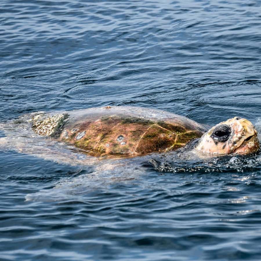 Byron Bay: Cruise with Dolphins Tour - Wildlife spotting tips that actually help on deck