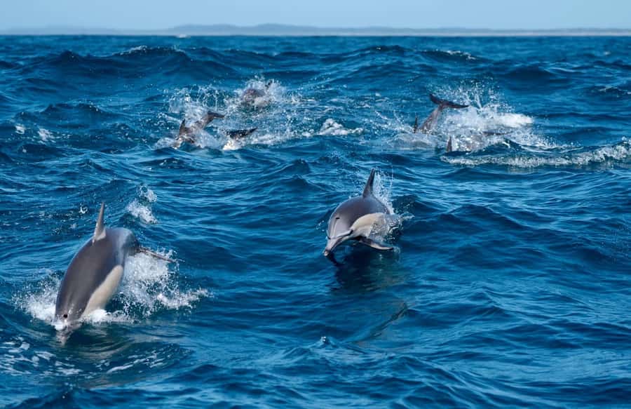 Byron Bay: Cruise with Dolphins Tour - From Ballina’s Richmond River to Cape Byron Marine Park