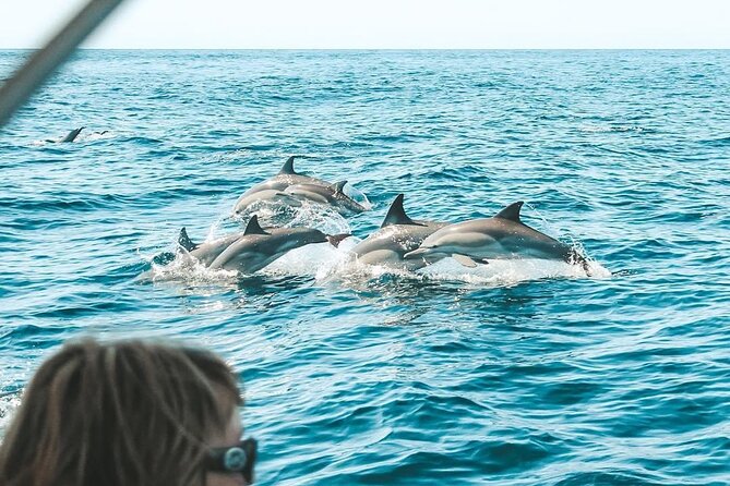 Byron Bay Dolphin Tour - Ocean Safari - Key Highlights at a Glance