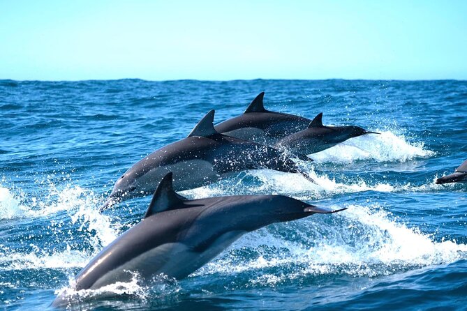 Byron Bay Dolphin Tour - Ocean Safari - Cape Byron Marine Park: Why This Dolphin Tour Is Worth Your Time