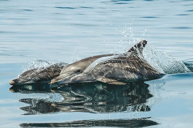 Byron Bay Dolphin Tour - Ocean Safari - Marine Biologist on Board: Real Interpretive Talk, Not Just a Script