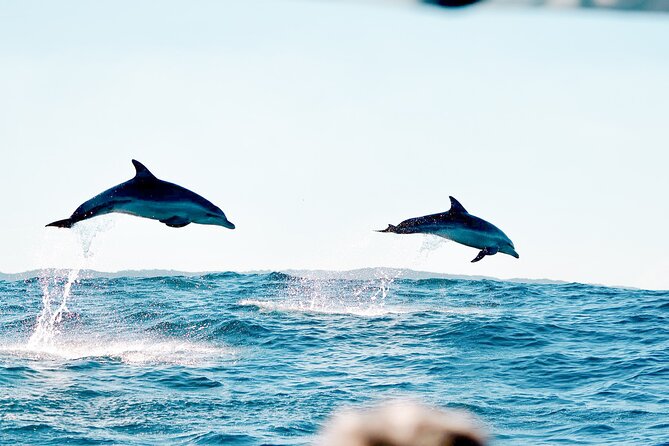 Byron Bay Dolphin Tour - Ocean Safari - Price and Booking: Is $68.14 a Good Value?