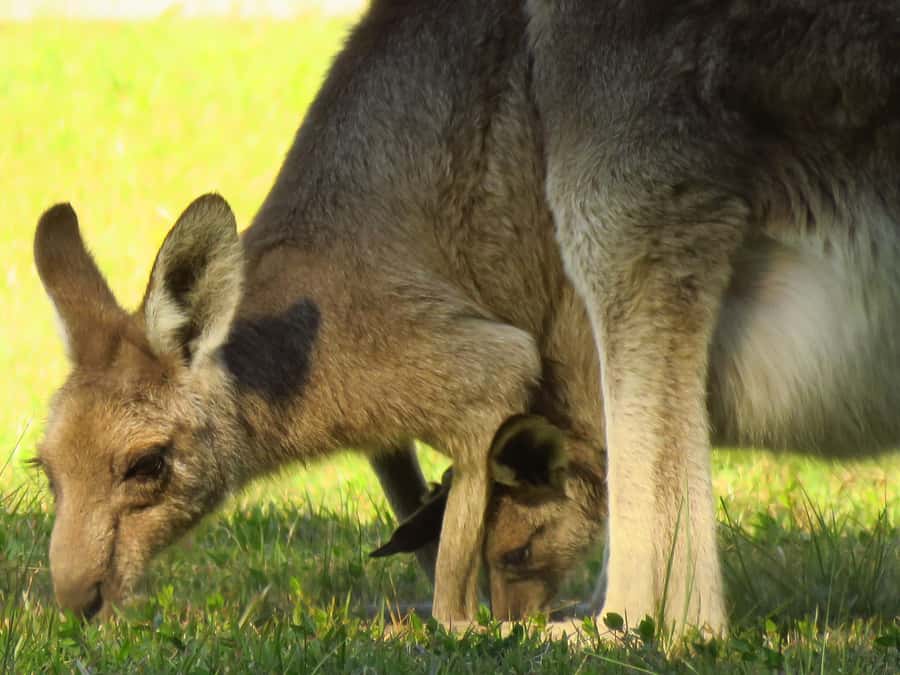 Byron Bay: Full-Day Wildlife Safari - Key highlights worth getting excited about