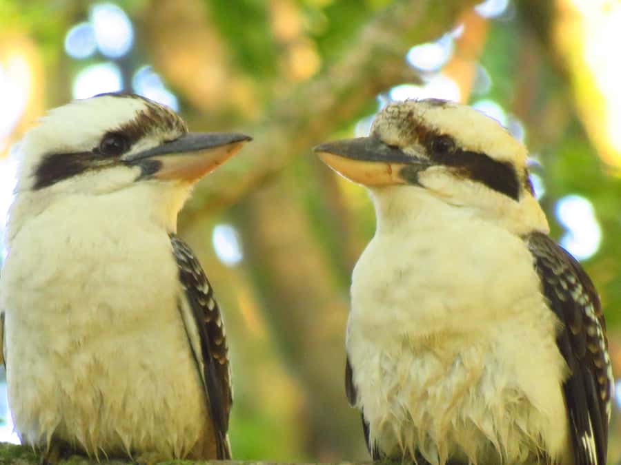 Byron Bay: Full-Day Wildlife Safari - How the Sightings Feel: Patience Pays, but Wildlife Has Its Limits
