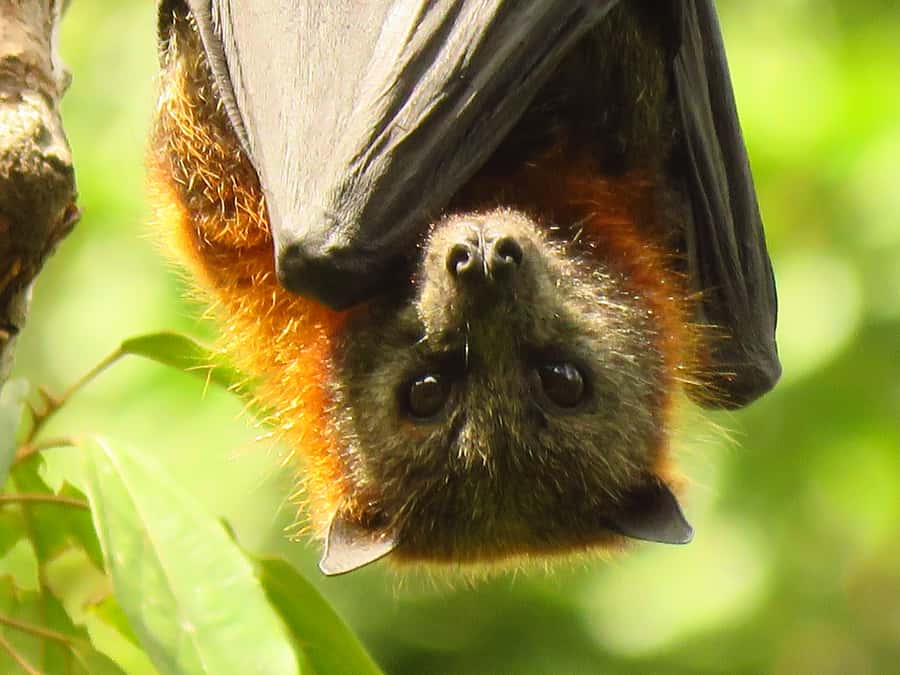Byron Bay: Full-Day Wildlife Safari - Price and Value: Is $133 Worth a Full Day?