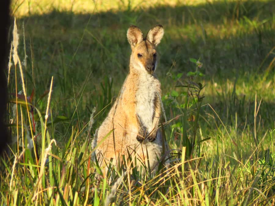 Byron Bay: Full-Day Wildlife Safari - Three Habitats in One Day: Eucalyptus Forest, Rainforest, and Grassland