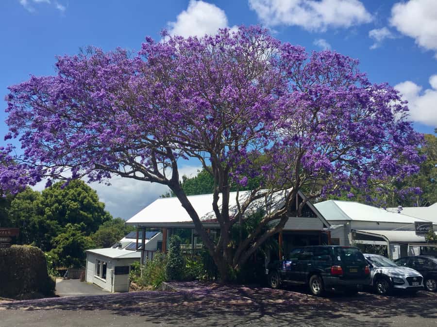 Byron Bay: Hinterland and Bangalow Full-Day Guided Tour - Value and practical tips before you book