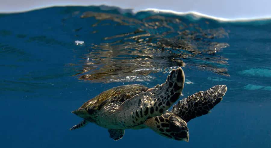 Byron Bay: Nguthungulli Julian Rocks Snorkeling Tour - Key highlights worth knowing before you go