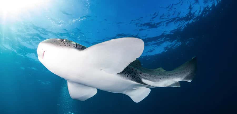 Byron Bay: Nguthungulli Julian Rocks Snorkeling Tour - From 5 Marvell Street to The Pass: how the logistics actually feel