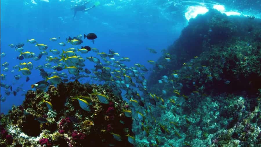 Byron Bay: Nguthungulli Julian Rocks Snorkeling Tour - Turtle School citizen science: learning how to spot turtles properly