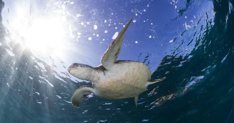 Byron Bay: Nguthungulli Julian Rocks Snorkeling Tour - Who should book this Byron Bay snorkel tour