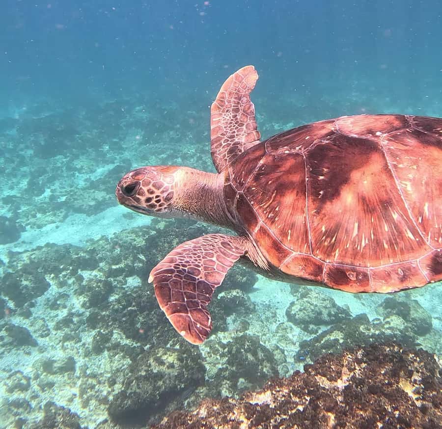 Byron Bay: Nguthungulli Julian Rocks Snorkeling Tour - When things change: weather, currents, and backup plans