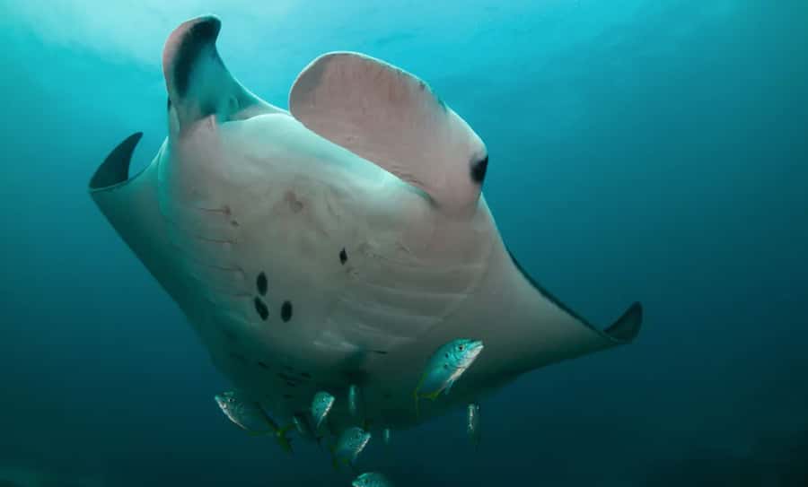 Byron Bay: Nguthungulli Julian Rocks Snorkeling Tour - Julian Rocks Marine Reserve: what you might see and when