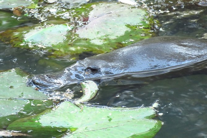 Byron Bay Platypus Walk - What Makes This Tour Work (and What to Consider)