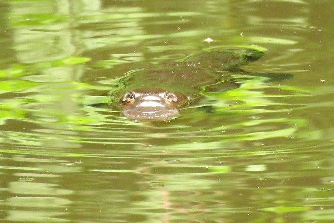 Byron Bay Platypus Walk - The Creek Walk: What You’re Watching For
