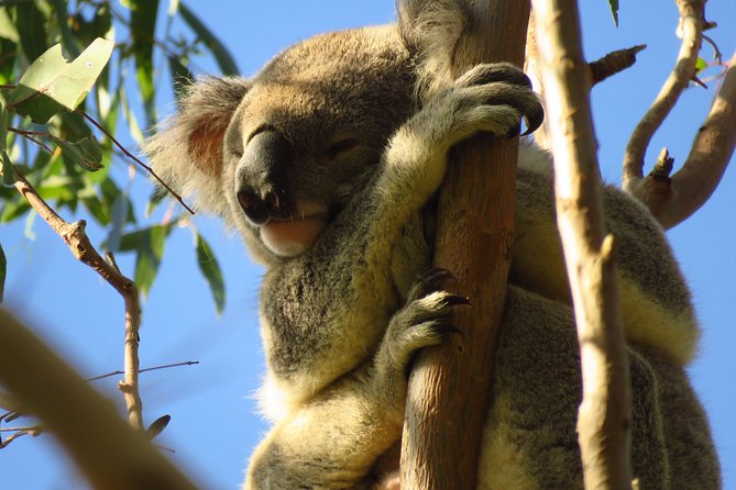 Byron Bay Platypus Walk - Breakfast by the Creek: Why It’s Included and Timed Well