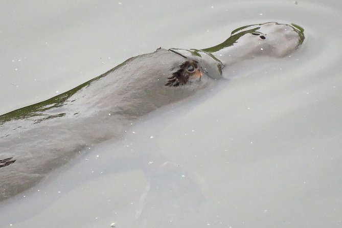 Byron Bay Platypus Walk - Vision Walks Eco Tours: How the Hunt Actually Gets You Closer