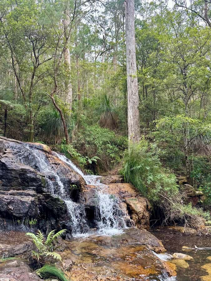 Byron Bay: Rainforest Waterfalls Guided Eco Tour - Price and value: is $119 for 5 hours a fair deal?