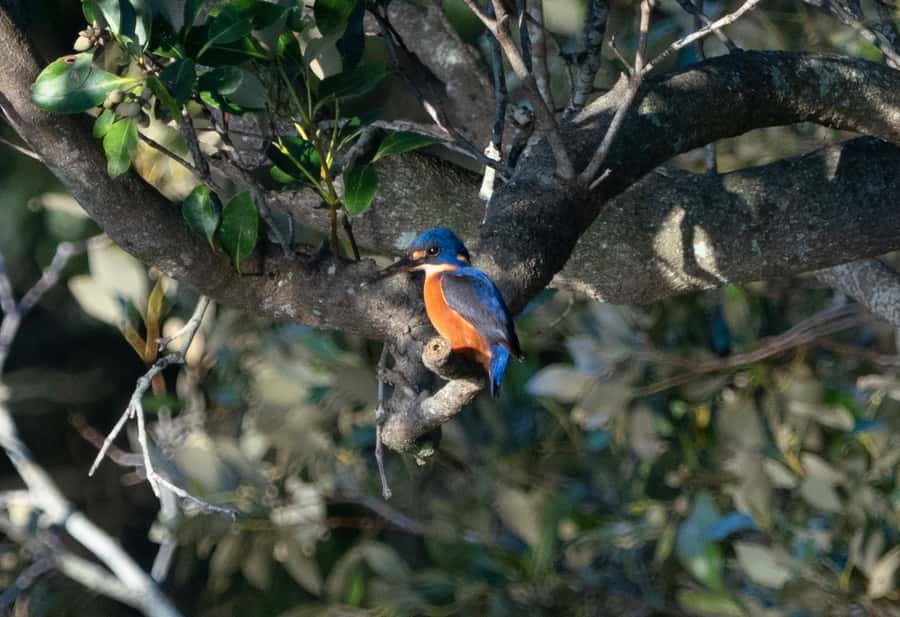 Byron Bay: Scenic Sunset River Cruise - Who should book this sunset river cruise