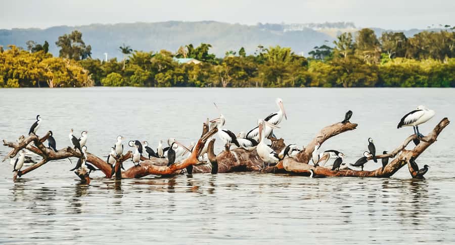 Byron Bay: Scenic Sunset River Cruise - Mangroves, creeks, and why this trip feels calmer than it looks