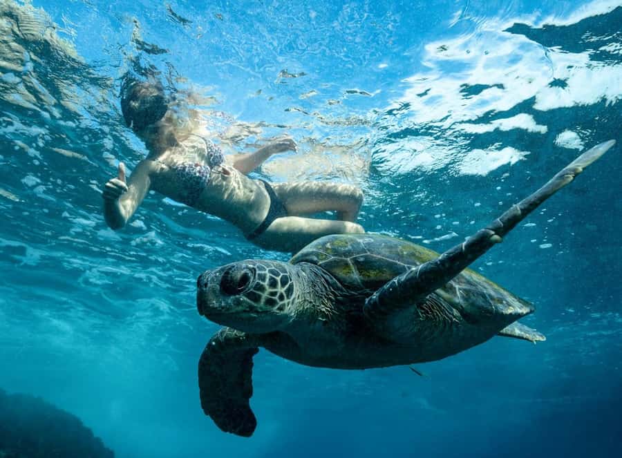 Byron Bay: Snorkeling Tour at Julian Rocks, Nguthungulli - Byron Bay snorkeling at Julian Rocks (Nguthungulli): what makes it special