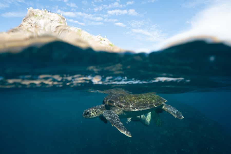 Byron Bay: Snorkeling Tour at Julian Rocks, Nguthungulli - Marine biologists in the water: how the tour turns spotting into meaning