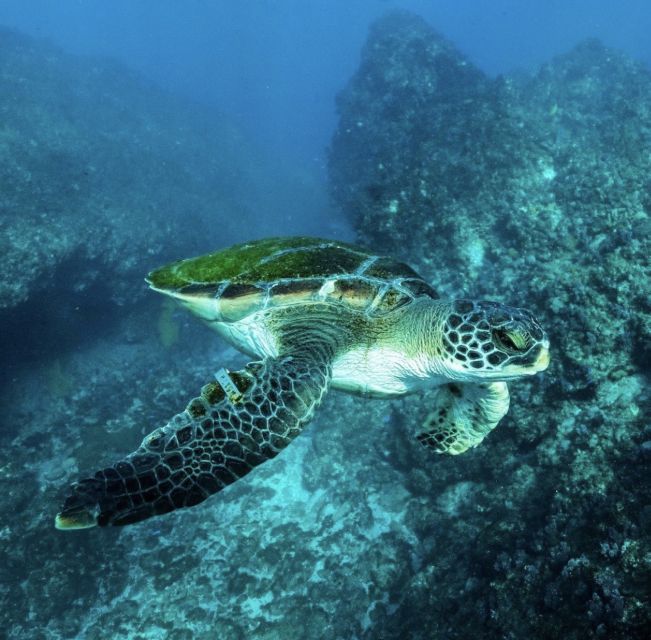 Byron Bay: Snorkeling Tour at Julian Rocks, Nguthungulli - Safety rules and swimming requirements: the non-negotiables