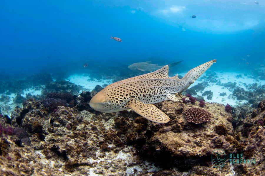 Byron Bay: Snorkelling Tour of Julian Rocks "Nuthungulli" - Julian Rocks Marine Sanctuary: why Nuthungulli feels so alive