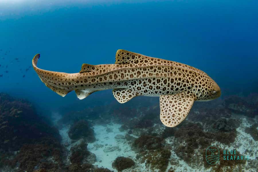 Byron Bay: Snorkelling Tour of Julian Rocks "Nuthungulli" - Seasonal wildlife odds: choose your month like a wildlife hunter