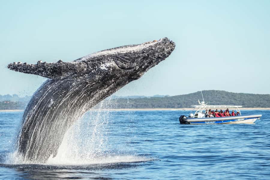 Byron Bay: Whale Watching Cruise with a Marine Biologist - Key things I’d clock before you book