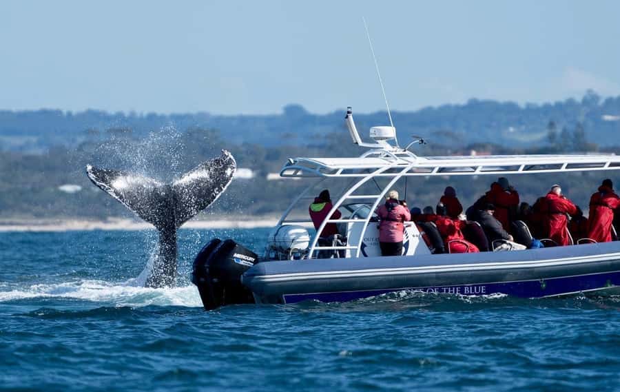 Byron Bay: Whale Watching Cruise with a Marine Biologist - Price and value: what $91 buys for 150 minutes at sea