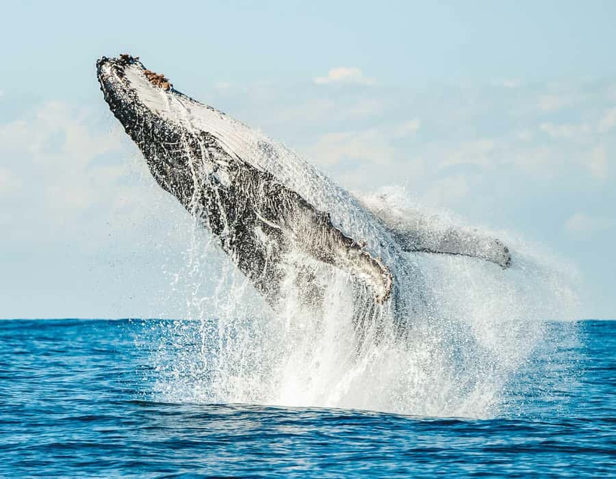 Byron Bay: Whale Watching Cruise with a Marine Biologist - Humpback whales on the Byron coast: why this stretch is special