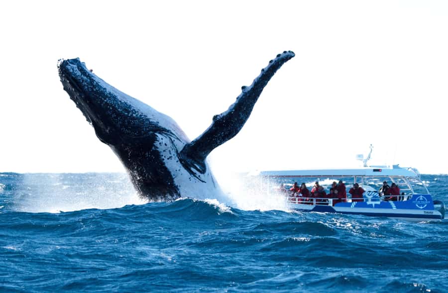 Byron Bay: Whale Watching Cruise with a Marine Biologist - The Marine Biologist element: learning that actually helps you spot whales