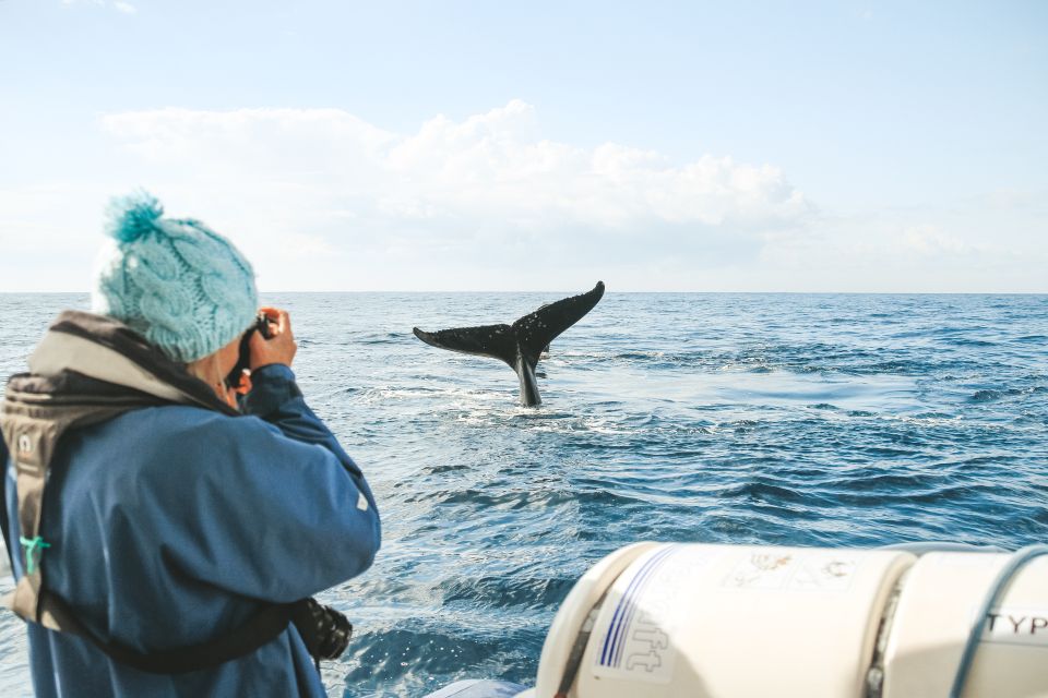 Byron Bay: Whale Watching Cruise with a Marine Biologist - Underwater whale song via hydrophone: the moment that makes it memorable