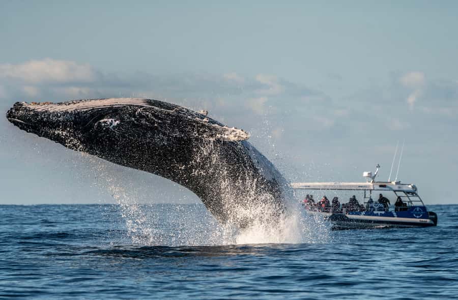 Byron Bay: Whale Watching Cruise with a Marine Biologist - Eco vessel comfort: 360-degree views without the cramped feel