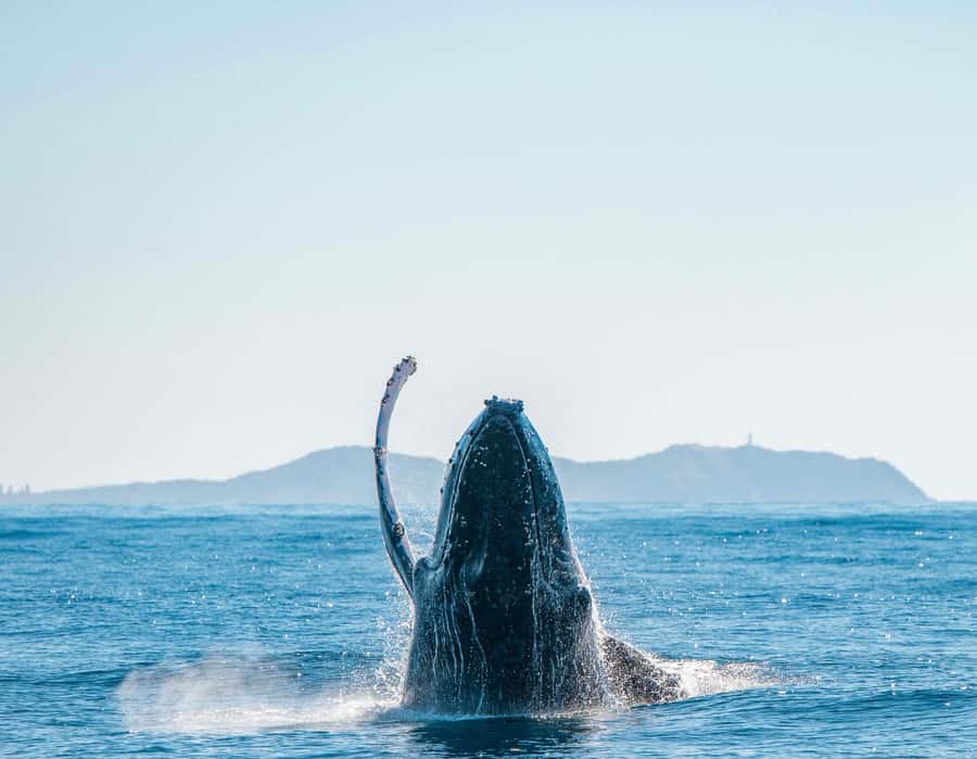 Byron Bay: Whale Watching Cruise with a Marine Biologist - What you might see besides whales (and why that matters)