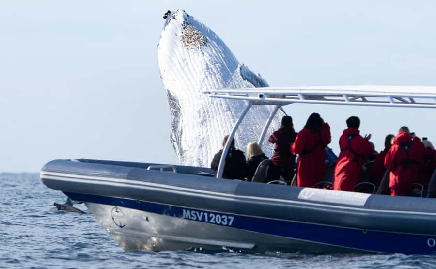 Byron Bay: Whale Watching Cruise with a Marine Biologist - Whale guarantee: how risk is handled when the ocean doesn’t cooperate