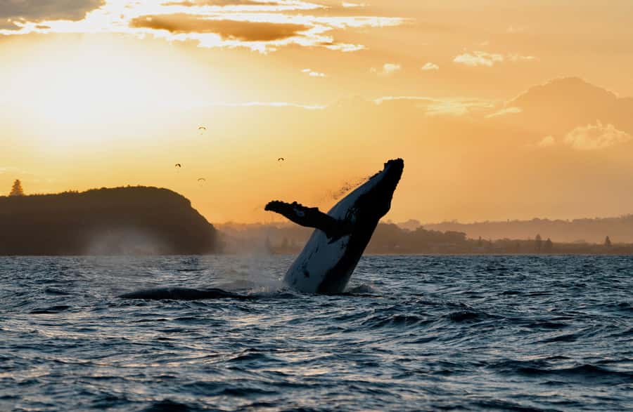 Byron Bay: Whale Watching Cruise with a Marine Biologist - Ballina departure at Lance Ferris Wharf: where your morning (or afternoon) starts