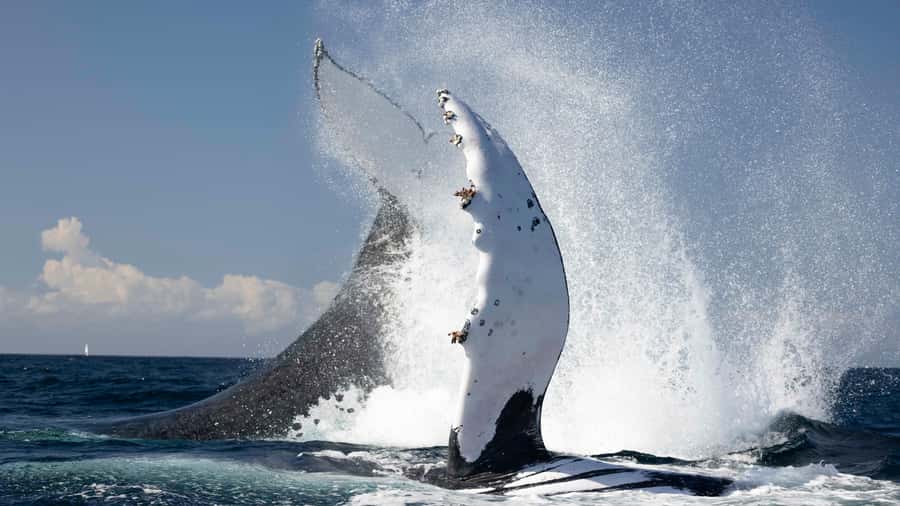 Byron Bay Whale Watching with Marine Biologist - Key things worth knowing before you go