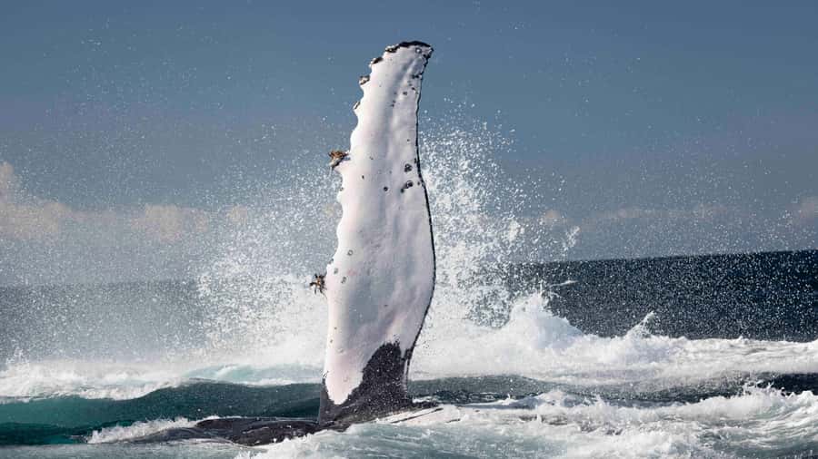 Byron Bay Whale Watching with Marine Biologist - Brunswick Heads to Byron Bay: what the trip is really like