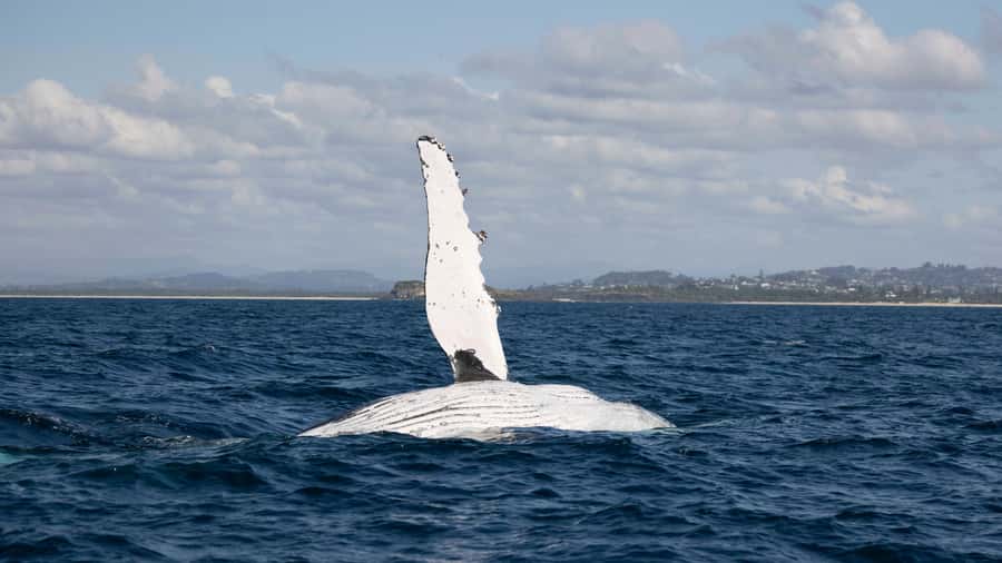 Byron Bay Whale Watching with Marine Biologist - Finding humpbacks: close-up sightings and the hydrophone moment