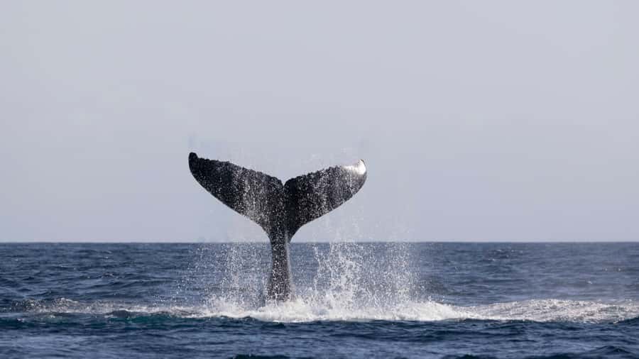 Byron Bay Whale Watching with Marine Biologist - Bonus wildlife: dolphins, turtles, migratory birds, and more