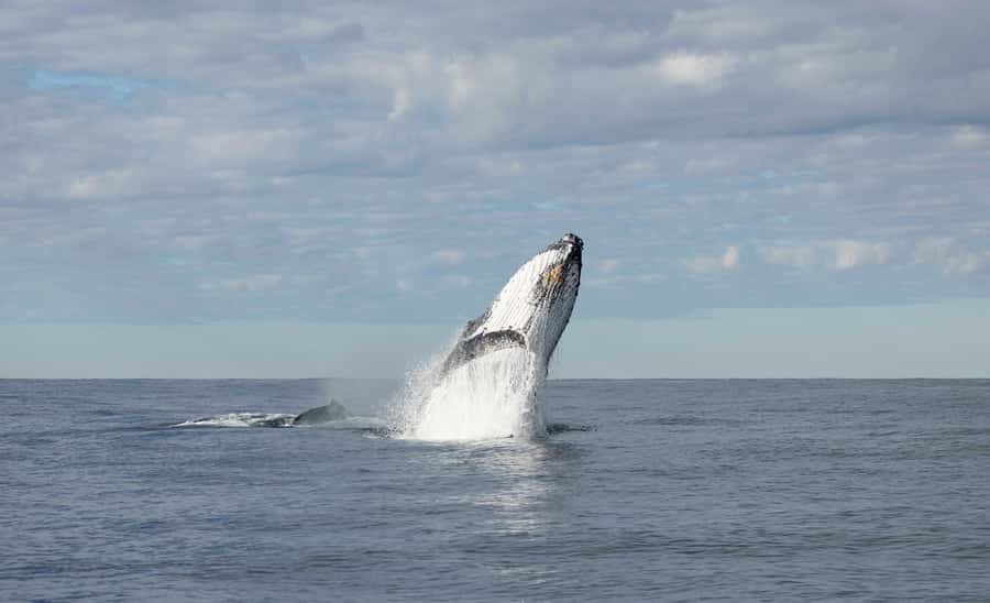 Byron Bay Whale Watching with Marine Biologist - Duration, pacing, and how the spotting usually feels