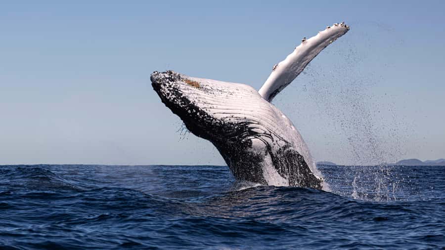Byron Bay Whale Watching with Marine Biologist - Price and value: why about $91 makes sense (and when it doesn’t)
