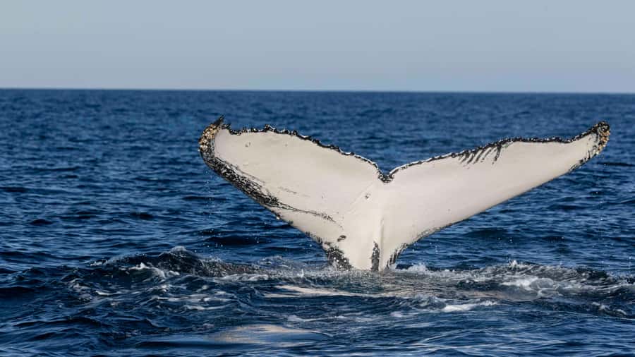 Byron Bay Whale Watching with Marine Biologist - What’s included, what’s not, and the small practical stuff