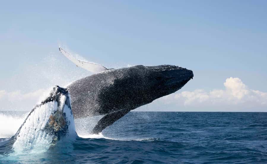 Byron Bay Whale Watching with Marine Biologist - The Wardjam and the comfort reality check