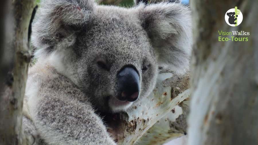 Byron Bay Wild Koala Tour - Key highlights to know before you go
