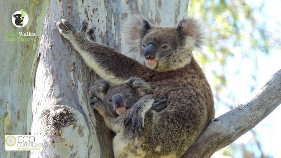 Byron Bay Wild Koala Tour - First Contact: Getting out of town and into koala country